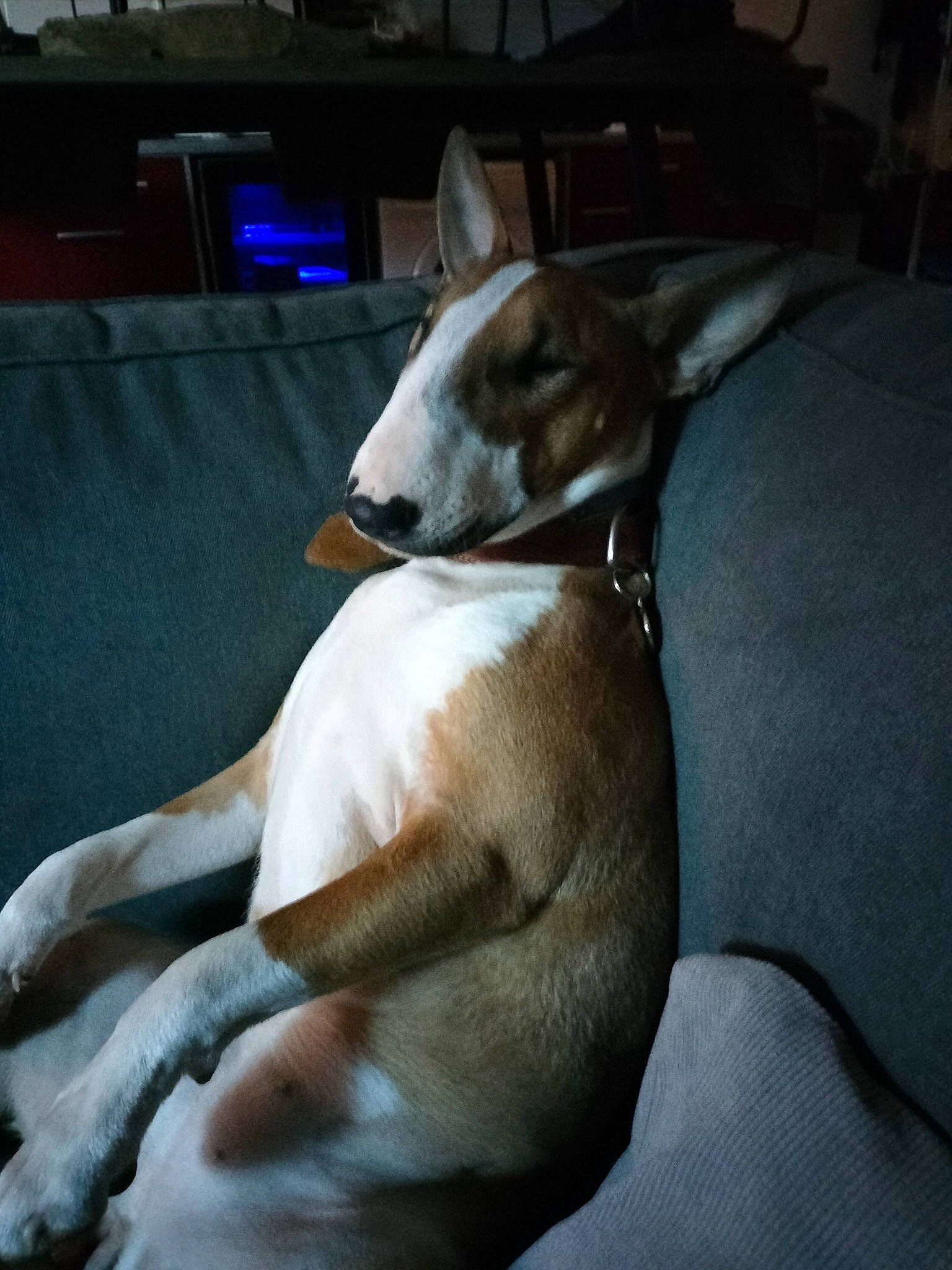 Malia a rejoint le concours — aidez-le/la à gagner de superbes lots ! basenji, canidae, carnivore, comfort, companion_dog, computer_monitor, couch, dog, dog_breed, fawn, hound, non_sporting_group, rampur_greyhound, sighthound, sporting_group, tail, television, terrestrial_animal, whiskers, working_animal