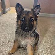 Zula is registered to the contest to win money with this photo: adorable, animal, black, brown, canine, carpet, cute, dog, ears, face, fluffy, fur, german_shepherd, indoor, looking, pet, portrait, puppy, sitting, young
