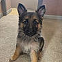 adorable, animal, black, brown, canine, carpet, cute, dog, ears, face, fluffy, fur, german_shepherd, indoor, looking, pet, portrait, puppy, sitting, young