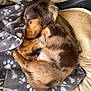 dog, puppy, sleeping, blanket, paw_prints, fur, dachshund, curled_up, cozy, pet_bed, nap, brown_fur, long_body, paw, soft_texture, indoors, closeup, face, resting, cuddly