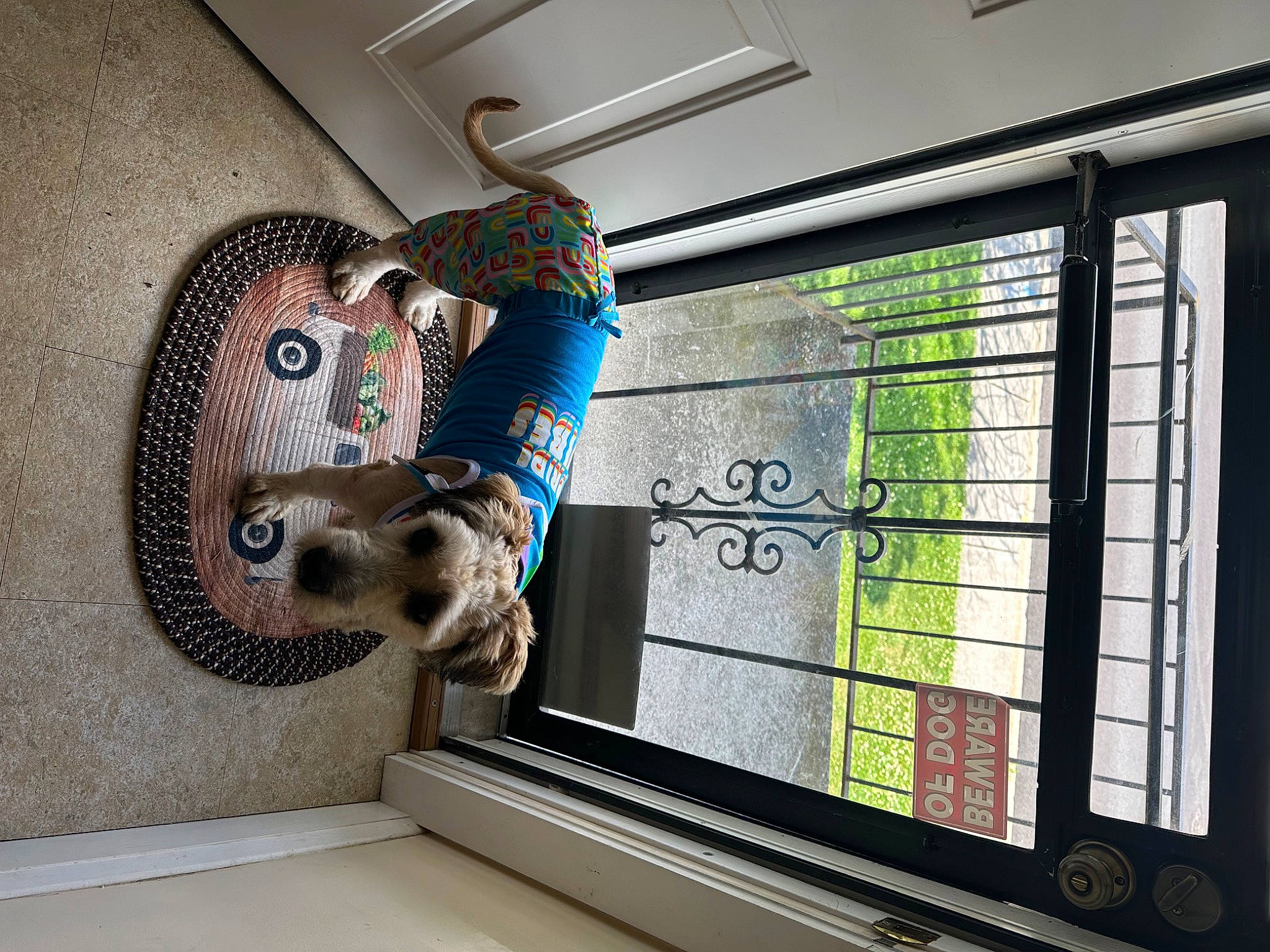 Benjii is registered to the contest to win money with this photo: art, building, daylighting, flooring, font, glass, house, machine, mammal, metal, plant, room, sash_window, vehicle_door, vertebrate, visual_arts, window, window_blind, window_treatment, wood