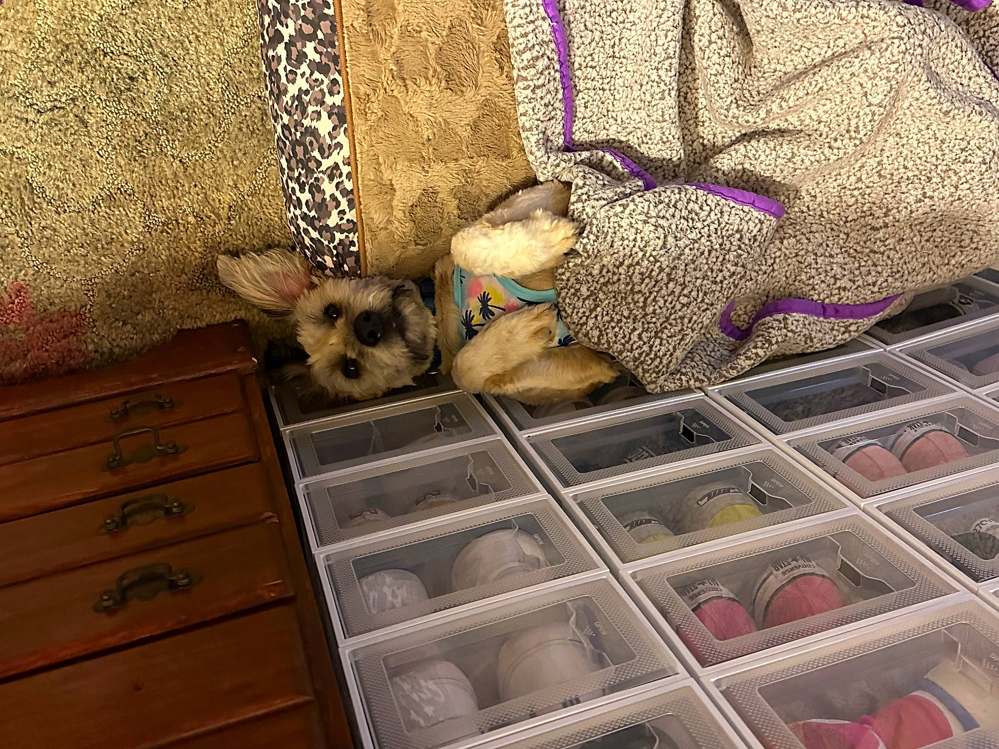 Benjii joined the competition — help win amazing prizes! basket, box, cabinetry, carnivore, companion_dog, dog, dog_breed, dog_supply, drawer, fashion_accessory, fawn, fur, hat, metal, pattern, pet_supply, textile, toy_dog, wood, working_animal