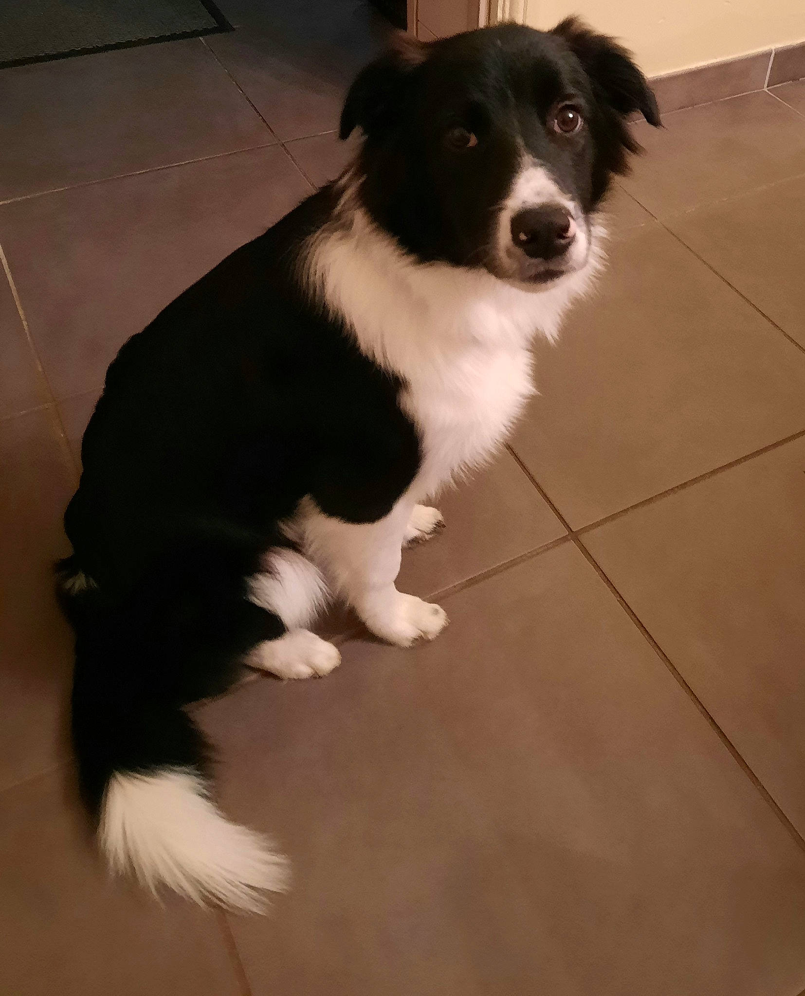 Sniper a rejoint le concours — aidez-le/la à gagner de superbes lots ! australian_collie, australian_shepherd, border_collie, canidae, carnivore, companion_dog, dog, dog_breed, floor, flooring, fur, gun_dog, hardwood, herding_dog, tile_flooring, whiskers, wood, working_animal, working_dog