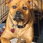 Rosie joined the competition — help win amazing prizes! animal, blanket, bone_toy, brown_fur, cage, canine, closeup, collar, companion, crate, cute, dog, domestic, furniture, heart_tag, indoor, looking, paw, pet, resting