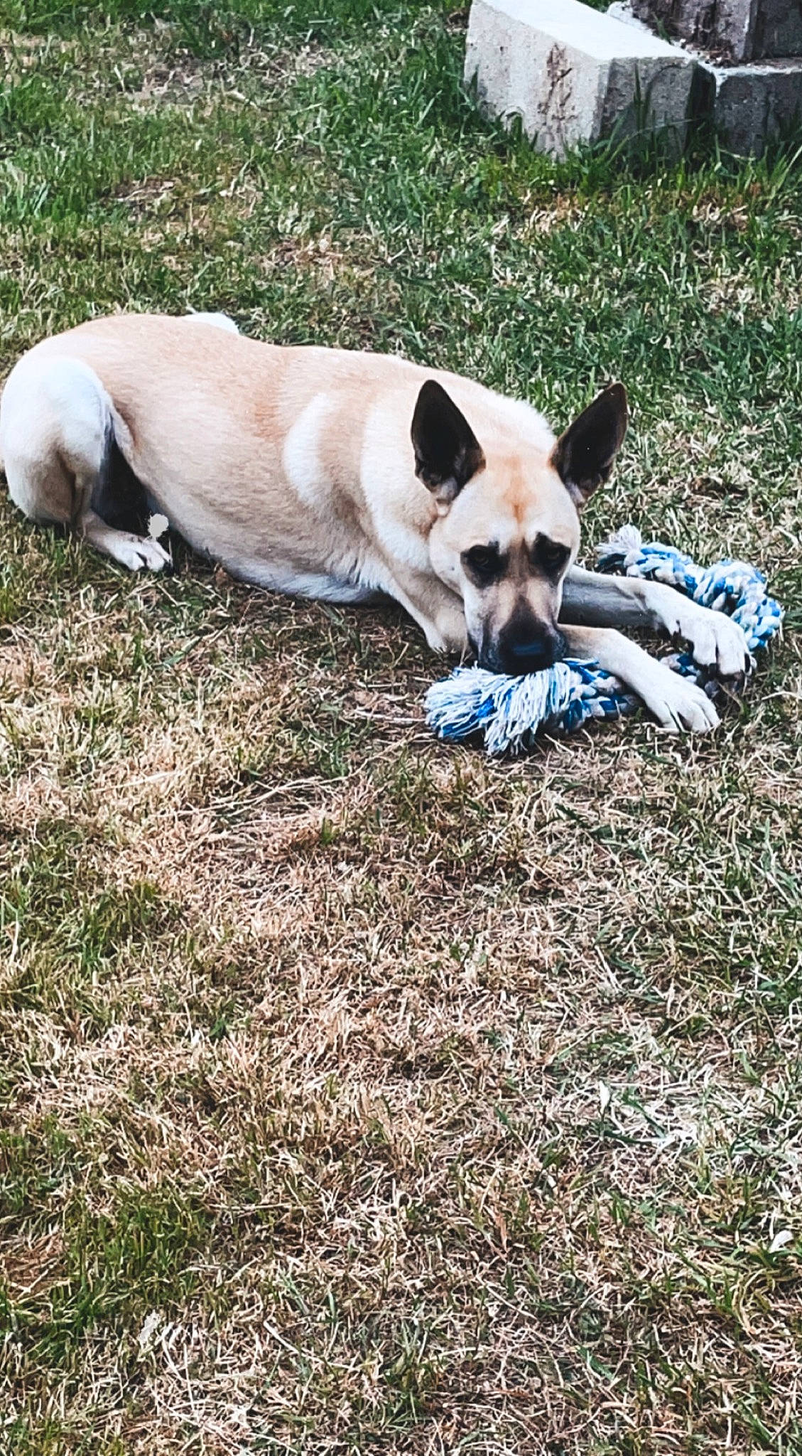 Yuki participe au concours pour gagner de l'argent avec cette photo : carmine, carnivore, comfort, companion_dog, dog, dog_breed, fawn, grass, non_sporting_group, plant, soil, sporting_group, tail, terrestrial_animal, working_animal