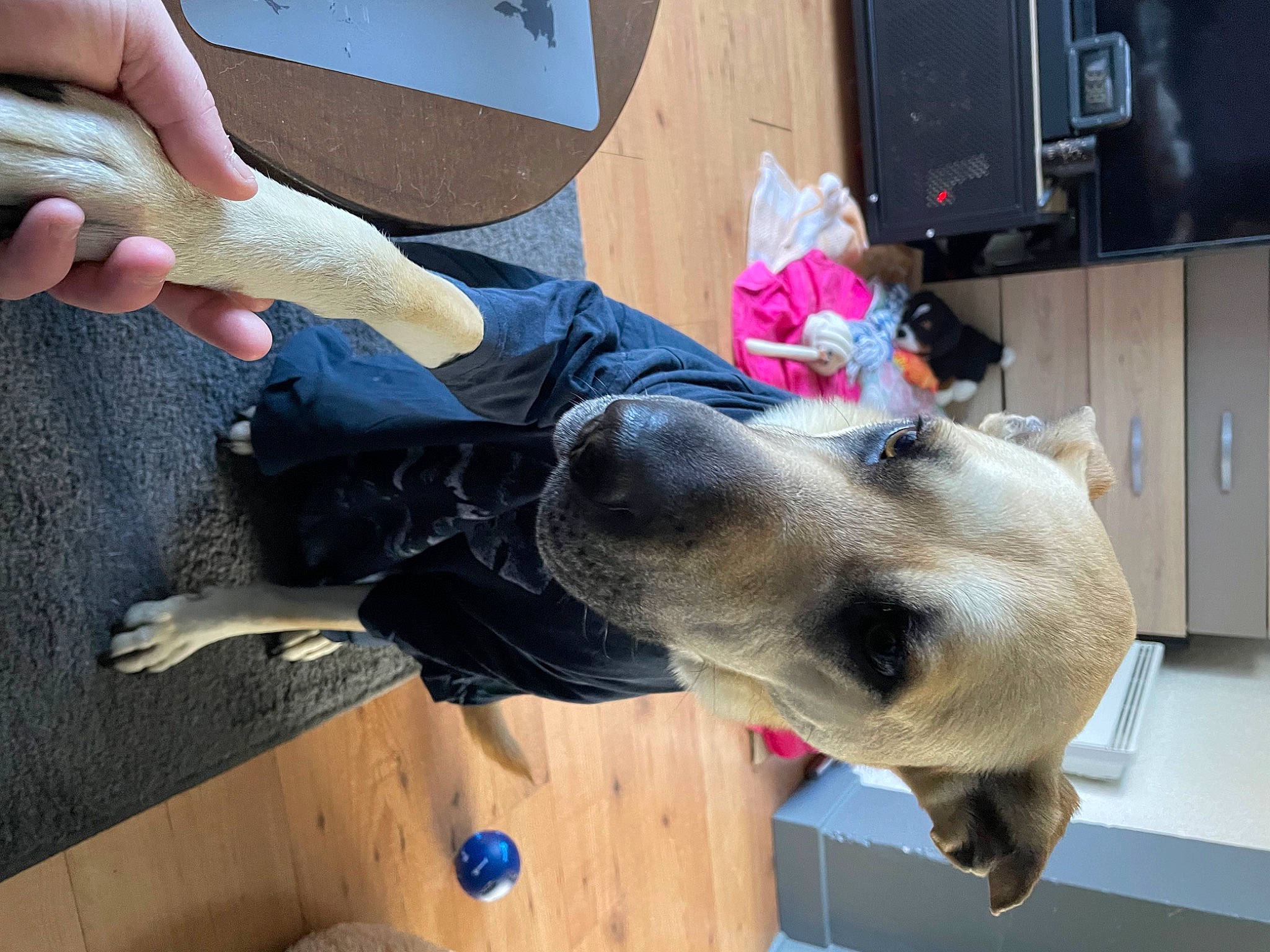 Yuki a rejoint le concours — aidez-le/la à gagner de superbes lots ! cabinetry, canidae, carnivore, collar, companion_dog, dog, dog_breed, fashion_accessory, fawn, foot, fur, human_leg, leash, shipping_box, snout, sporting_group, television, toy, vertebrate, working_animal