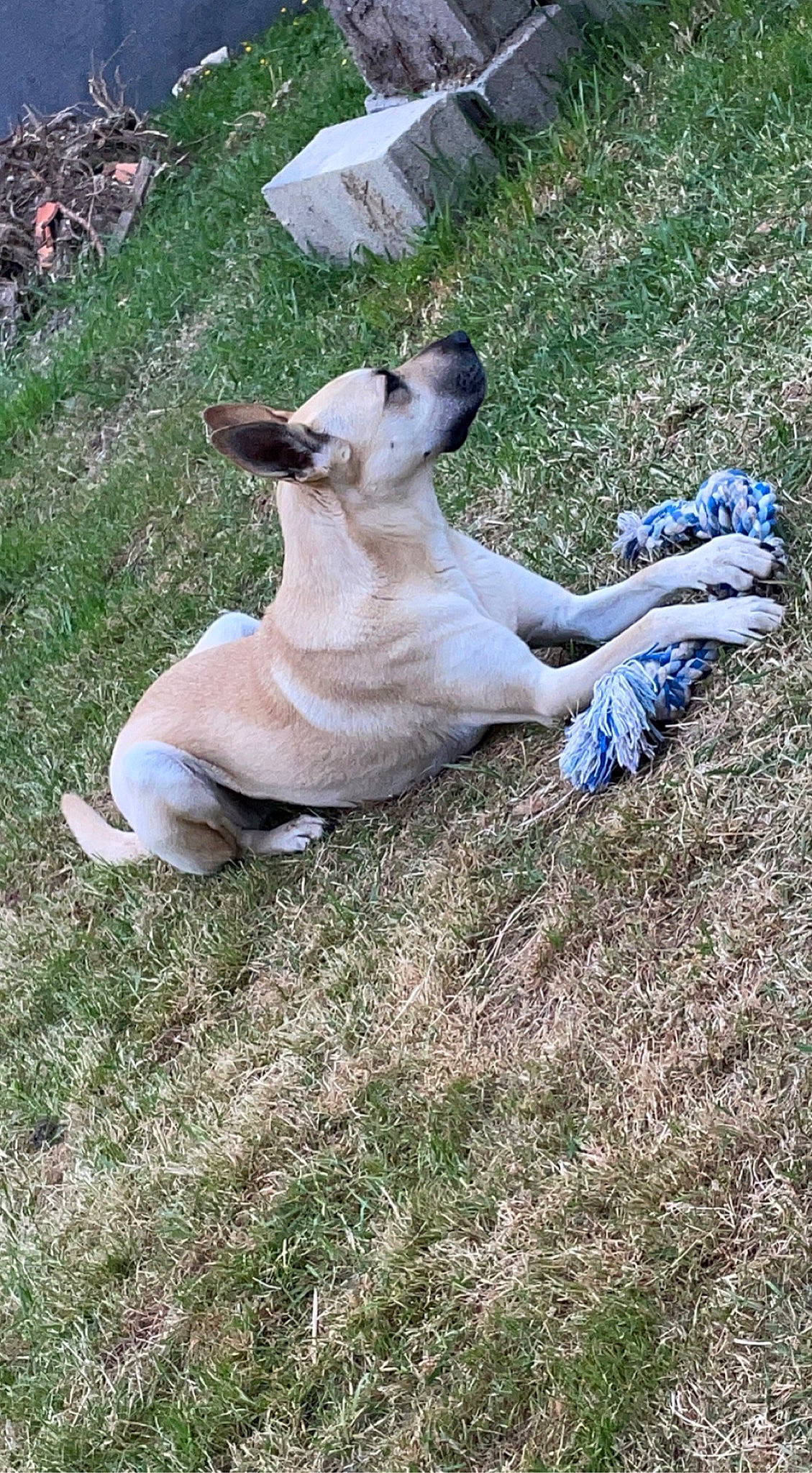 Yuki a rejoint le concours — aidez-le/la à gagner de superbes lots ! canidae, carnivore, companion_dog, dog_breed, dress, fawn, felidae, goat, goats, grass, grassland, human_leg, livestock, pasture, plant, recreation, small_to_medium_sized_cats, sporting_group, tail, terrestrial_animal