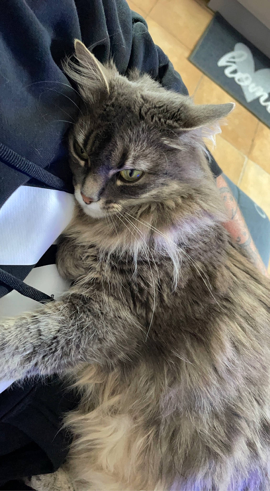 Yuki participe au concours pour gagner de l'argent avec cette photo : carnivore, cat, claw, domestic_short_haired_cat, eye, felidae, fur, grey, hair, iris, paw, plant, small_to_medium_sized_cats, snout, tail, terrestrial_animal, whiskers, wildlife