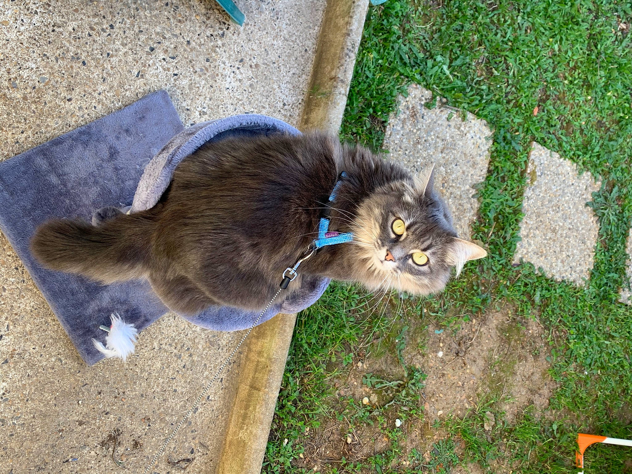 Harley participe au concours pour gagner de l'argent avec cette photo : carnivore, cat, domestic_short_haired_cat, felidae, fur, grass, groundcover, paw, road_surface, shadow, small_to_medium_sized_cats, soil, tail, terrestrial_animal, vertebrate, whiskers