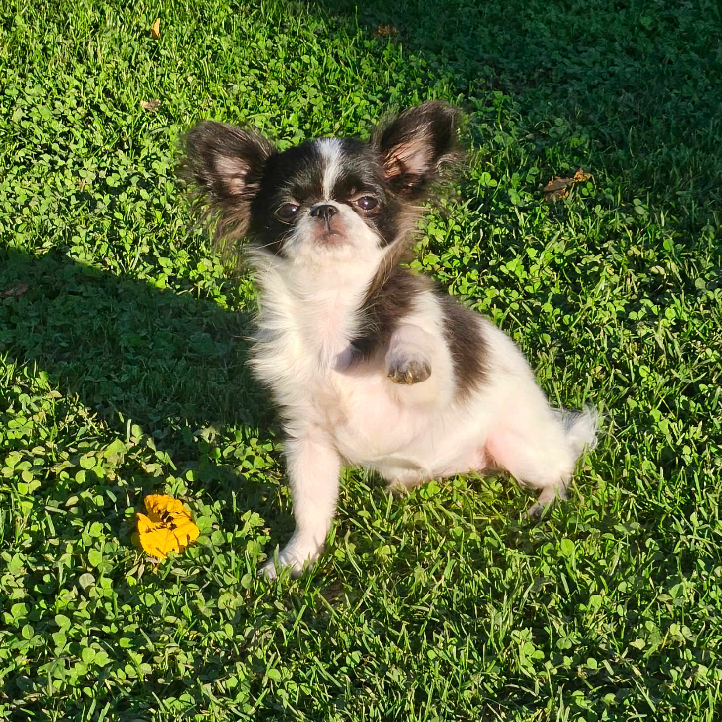 Dior participe au concours pour gagner de l'argent avec cette photo : animal, canine, chihuahua, cockerspaniel, dog, field, flower, grass, grassland, green, herbal, herbs, lawn, nature, outdoors, papillon, pet, plant, puppy, vegetation