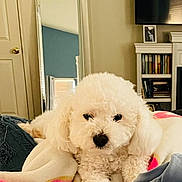 Cece is registered to the contest to win money with this photo: animal, bedroom, blanket, bookshelf, comfort, cozy, curious, dog, fluffy, furniture, home_interior, indoor, mirror, pet, poodle, relaxed, resting, soft_texture, television, white_dog