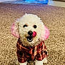 Cece joined the competition — help win amazing prizes! dog, white_dog, pink_ears, plaid_jacket, carpet, indoor, pet, licking, happy, cute, small_dog, curly_fur, christmas_tree, holiday_lights, cozy, portrait, animal, domestic, fluffy, smiling