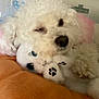 Cece joined the competition — help win amazing prizes! dog, white, fluffy, plush_toy, blue_eyes, paw_prints, snuggling, orange_blanket, cozy, pet, cute, indoor, resting, soft, ears, animal, closeup, sleepy, companion, toy