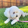 dog, white, curly_fur, leash, pink_leash, grass, outdoor, pet, animal, lying_down, fence, sunlight, greenery, cute, fluffy, small_dog, collar, nature, daylight, domestic_animal