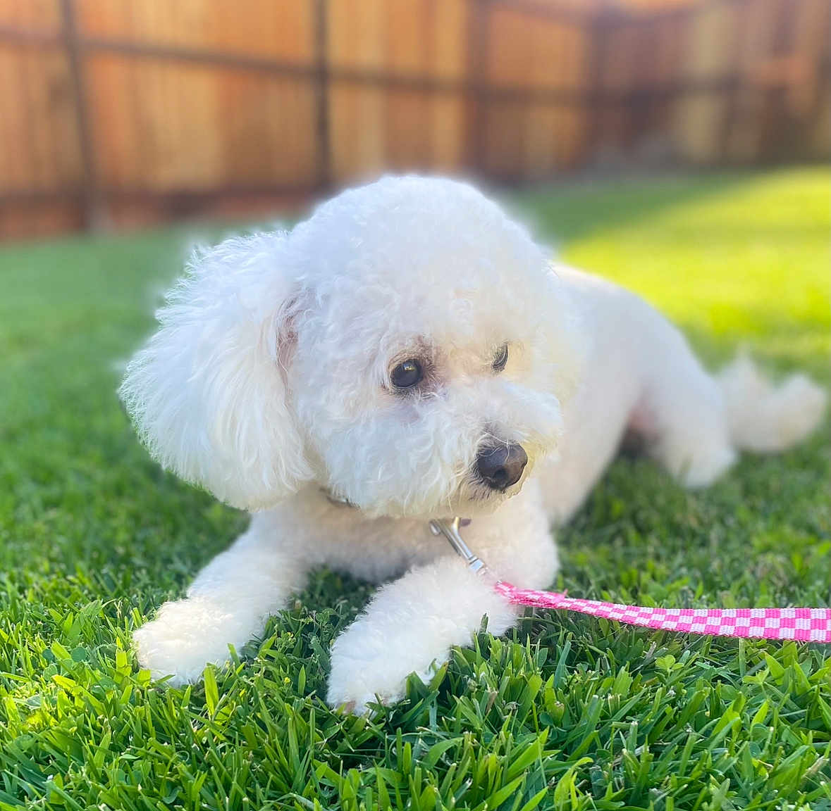 Cece