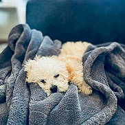 Cece is registered to the contest to win money with this photo: dog, puppy, white_dog, blanket, cozy, sleepy, fur, pet, indoor, soft_texture, resting, cute, animal, curled_up, comfort, relaxation, domestic_animal, snuggled, couch, fur_texture