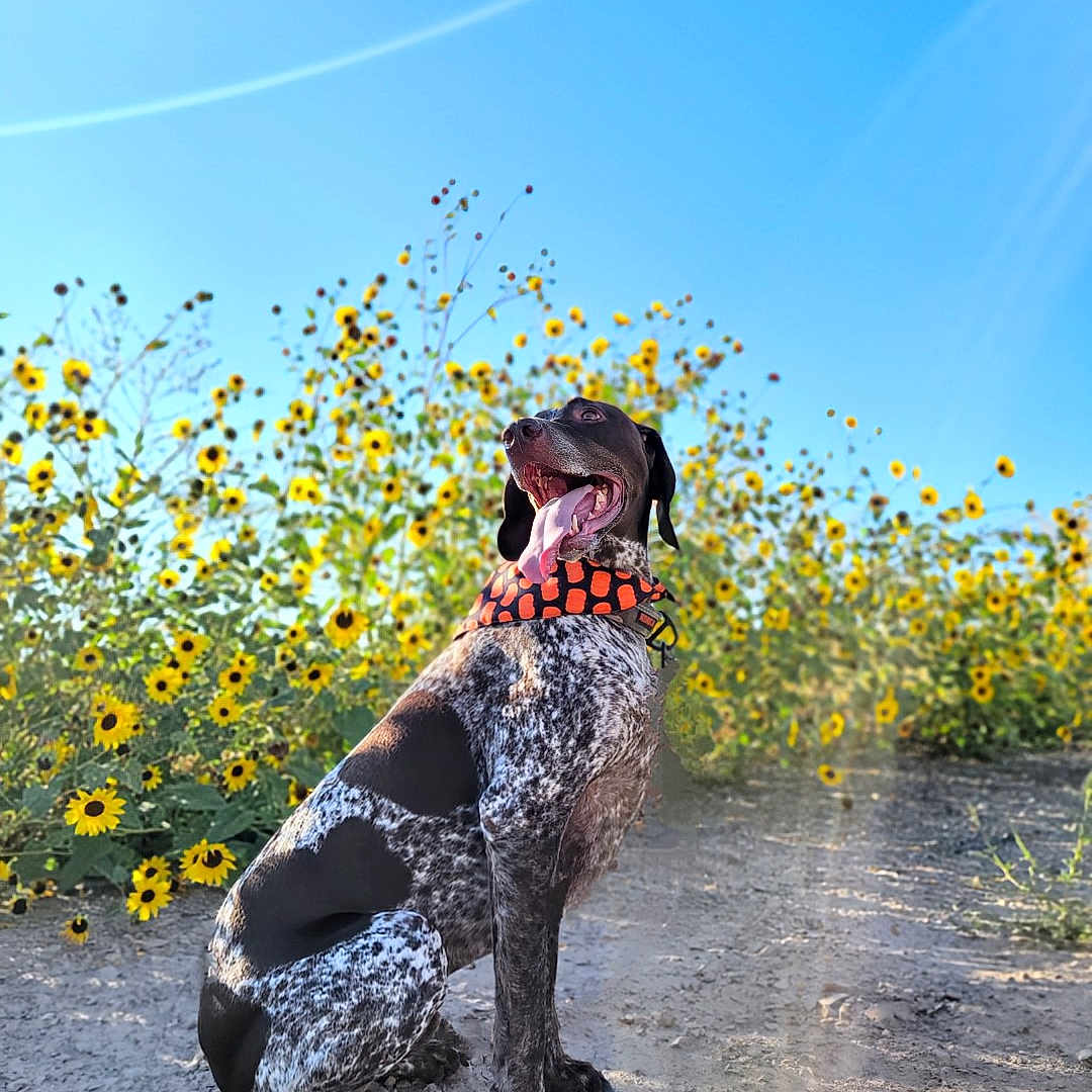 Perseus is registered to the contest to win money with this photo: animal, canine, dog, face, flower, grass, head, hound, nature, outdoors, person, pet, photography, plant, pointer, portrait, puppy, sky, summer, tree