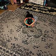 Joycee Robertson is registered to the contest to win money with this photo: animal, black_cat, carpet, cat, cat_house, clothing, cozy, floor, furniture, indoor, orange, pattern, pet, pile, playful, room, teal, tongue_out, toy, welcome_mat