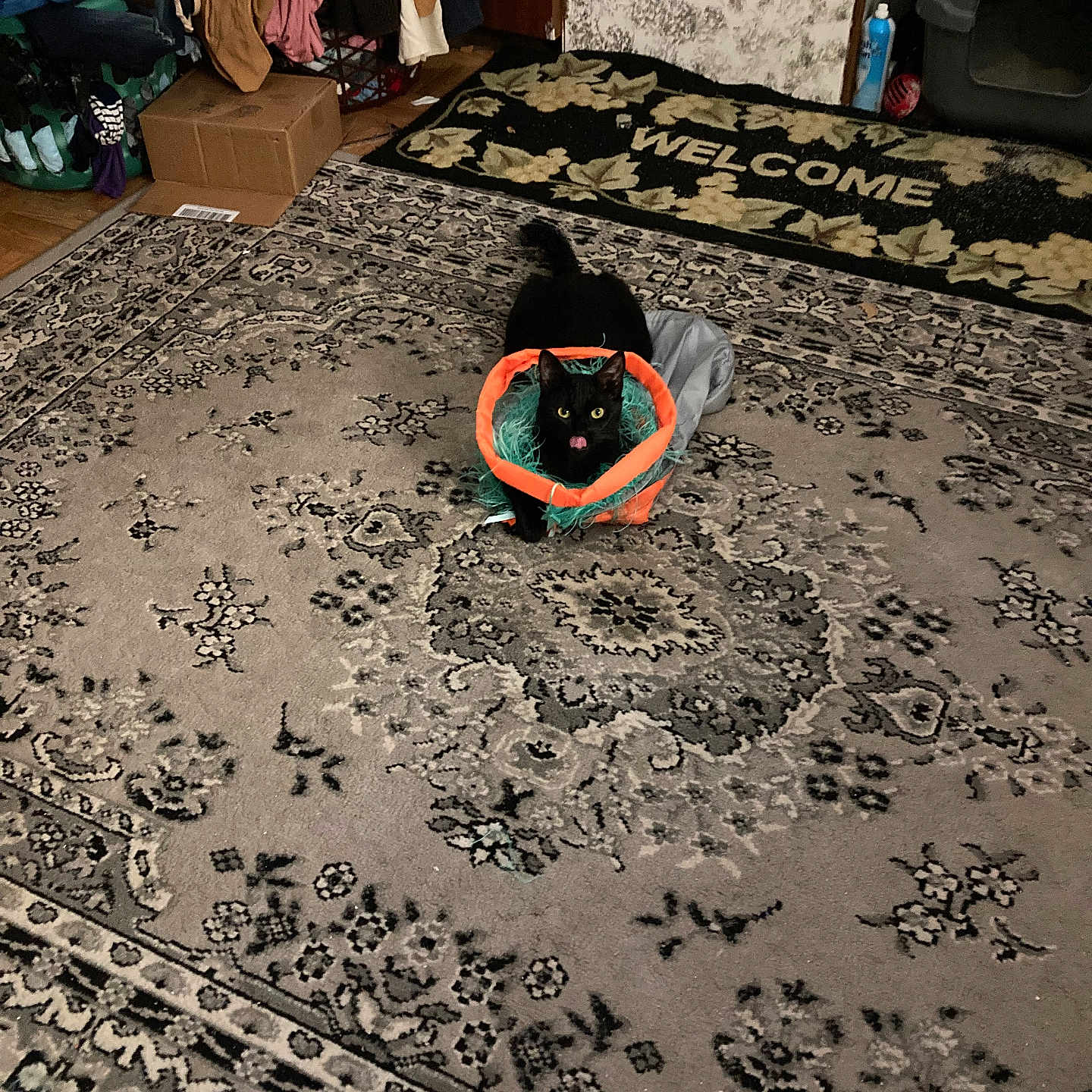 Joycee Robertson is registered to the contest to win money with this photo: animal, black_cat, carpet, cat, cat_house, clothing, cozy, floor, furniture, indoor, orange, pattern, pet, pile, playful, room, teal, tongue_out, toy, welcome_mat