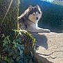 Cléo a rejoint le concours — aidez-le/la à gagner de superbes lots ! dog, husky, outdoor, sunlight, ivy, moss, tree, stone, blue_sky, nature, pet, animal, fur, greenery, relaxing, daylight, portrait, canine, shadow, leaves