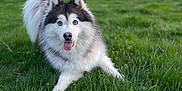 Cléo participe au concours pour gagner de l'argent avec cette photo : dog, husky, blue_eyes, tongue_out, grass, outdoor, playful, pet, animal, nature, greenery, fur, canine, summer, cute, mammal, field, happy, portrait, daylight