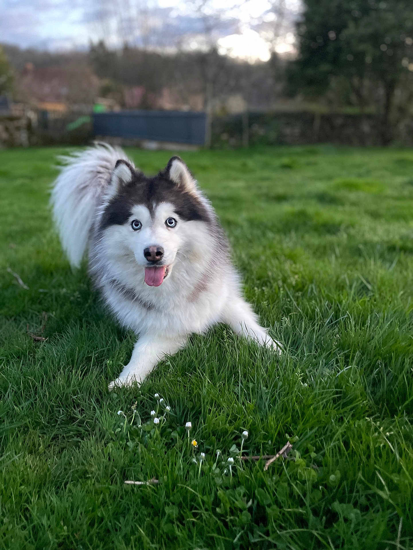 Cléo participe au concours pour gagner de l'argent avec cette photo : dog, husky, blue_eyes, tongue_out, grass, outdoor, playful, pet, animal, nature, greenery, fur, canine, summer, cute, mammal, field, happy, portrait, daylight