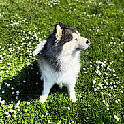 Cléo participe au concours pour gagner de l'argent avec cette photo : dog, husky, fluffy, outdoor, grass, flowers, daisies, sunlight, nature, pet, animal, canine, spring, greenery, daylight, cute, portrait, sitting, shadow, content