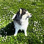 dog, husky, fluffy, outdoor, grass, flowers, daisies, sunlight, nature, pet, animal, canine, spring, greenery, daylight, cute, portrait, sitting, shadow, content