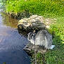 Cléo participe au concours pour gagner de l'argent avec cette photo : dog, water, pond, grass, flowers, leash, nature, outdoor, sunlight, greenery, rocks, ripples, curious, fluffy, animal, summer, park, reflection, quiet, peaceful