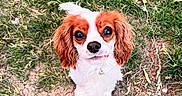 Molly is registered to the contest to win money with this photo: adorable, animal, brown_fur, canine, collar, cute, dirt, dog, ears, fur, grass, ground, looking_up, nature, outdoor, pet, puppy, small_dog, snout, white_fur