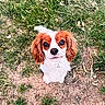 dog, small_dog, cute, outdoor, grass, dirt, puppy, pet, animal, looking_up, ears, fur, white_fur, brown_fur, snout, collar, nature, ground, adorable, canine