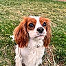 dog, puppy, cavalier_king_charles_spaniel, grass, outdoor, pet, animal, brown_and_white, fur, ears, nose, eyes, collar, nature, yard, fence, cute, portrait, sitting, curious