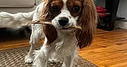 Molly is registered to the contest to win money with this photo: dog, small_dog, cavalier_king_charles_spaniel, pet, indoor, living_room, wooden_floor, rug, furniture, chair, shelf, twig, cute, looking_at_camera, brown_and_white, fur, ears, floor, decor, houseplant