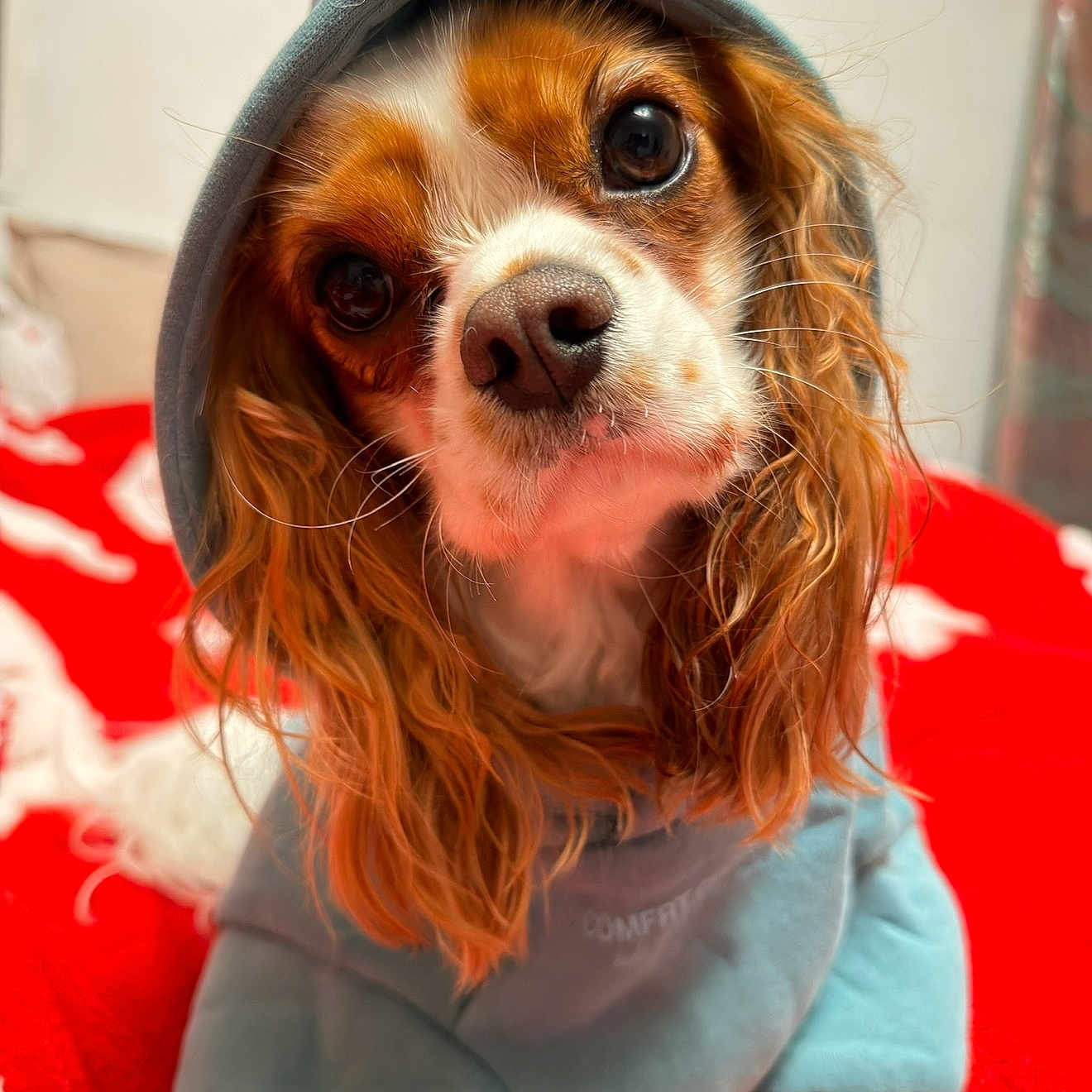 Molly