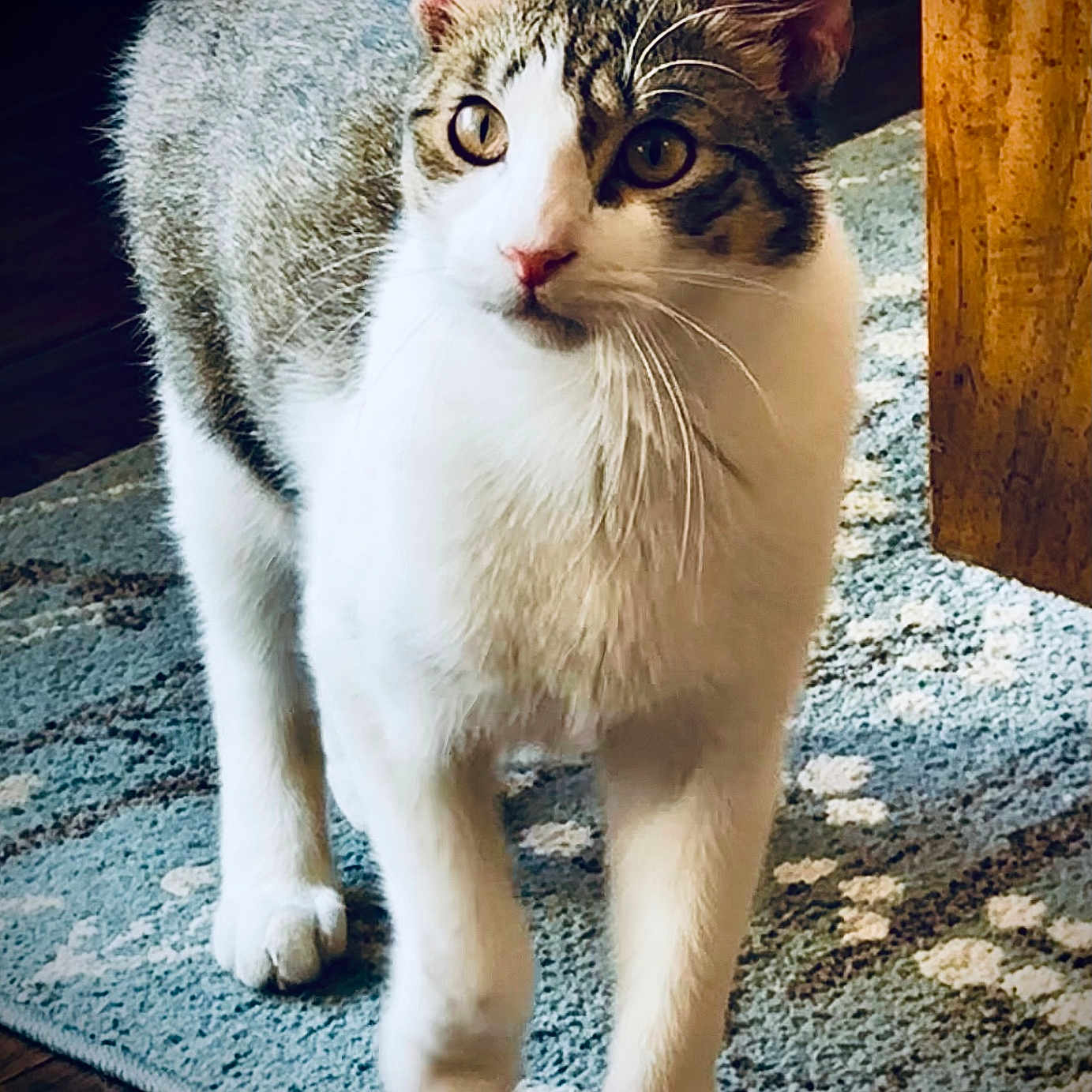 Caspacho joined the competition — help win amazing prizes! abyssinian, angora, animal, applique, cat, hardwood, homedecor, indoors, kitten, manx, mat, pattern, pet, rug, wood