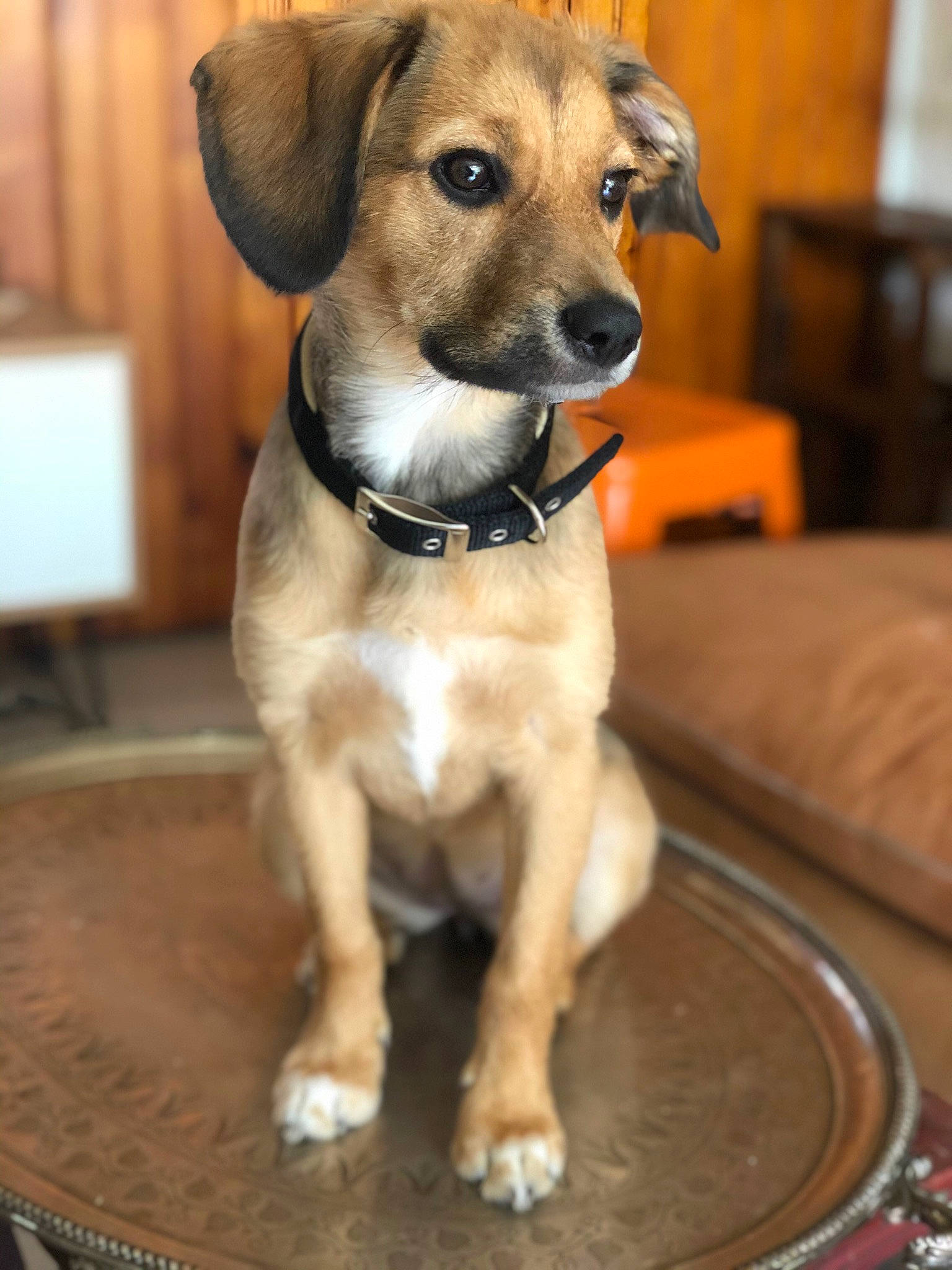 Puce a rejoint le concours — aidez-le/la à gagner de superbes lots ! canidae, carnivore, collar, companion_dog, dog, dog_breed, dog_clothes, dog_collar, dog_supply, fawn, fur, leash, pet_supply, snout, sporting_group, terrestrial_animal, whiskers, wood, working_animal, working_dog