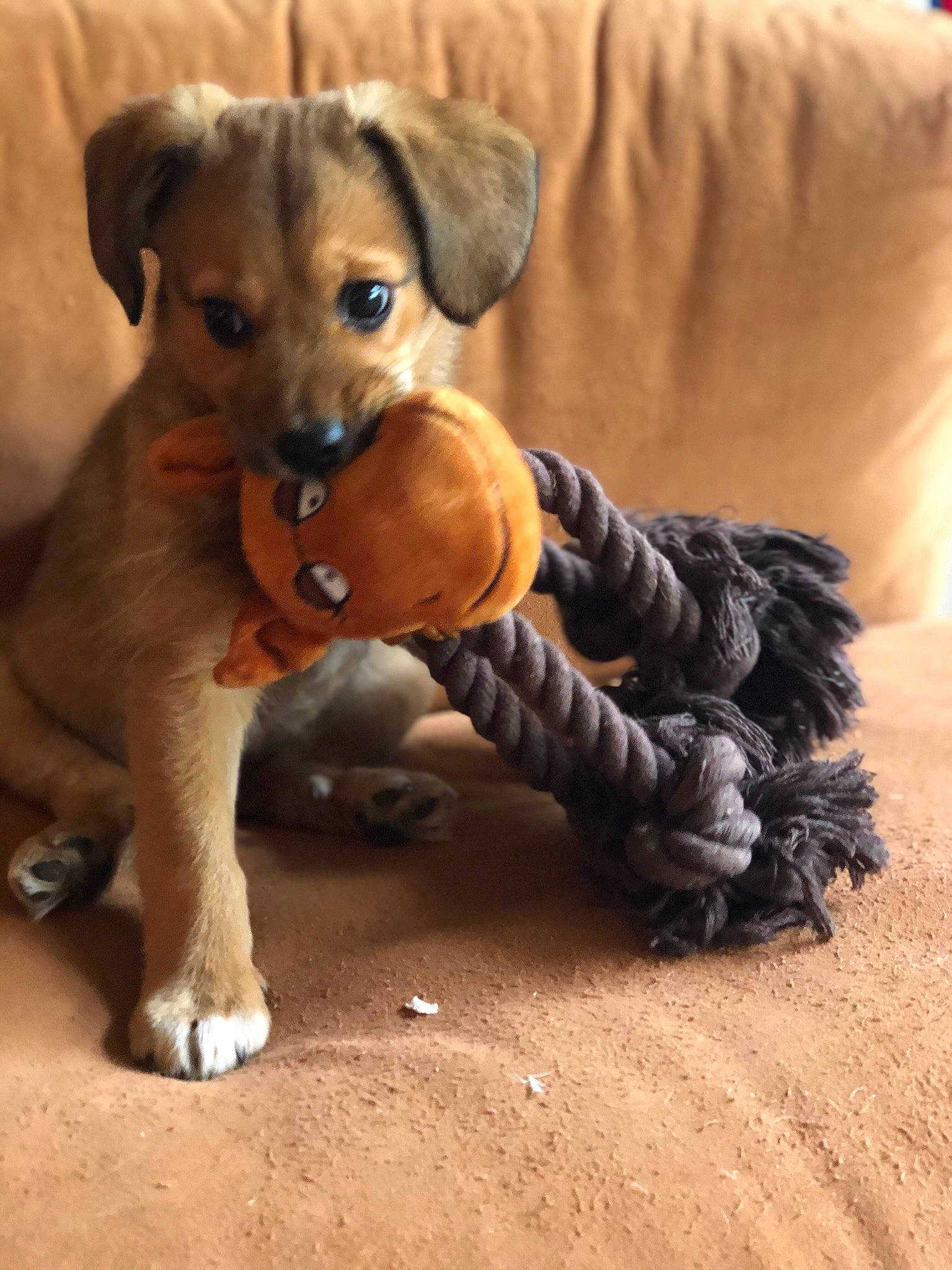 Puce participe au concours pour gagner de l'argent avec cette photo : carnivore, chihuahua, comfort, companion_dog, couch, dog, dog_breed, dog_clothes, dog_supply, fawn, liver, paw, pet_supply, snout, tail, terrestrial_animal, toy, toy_dog, whiskers, working_animal