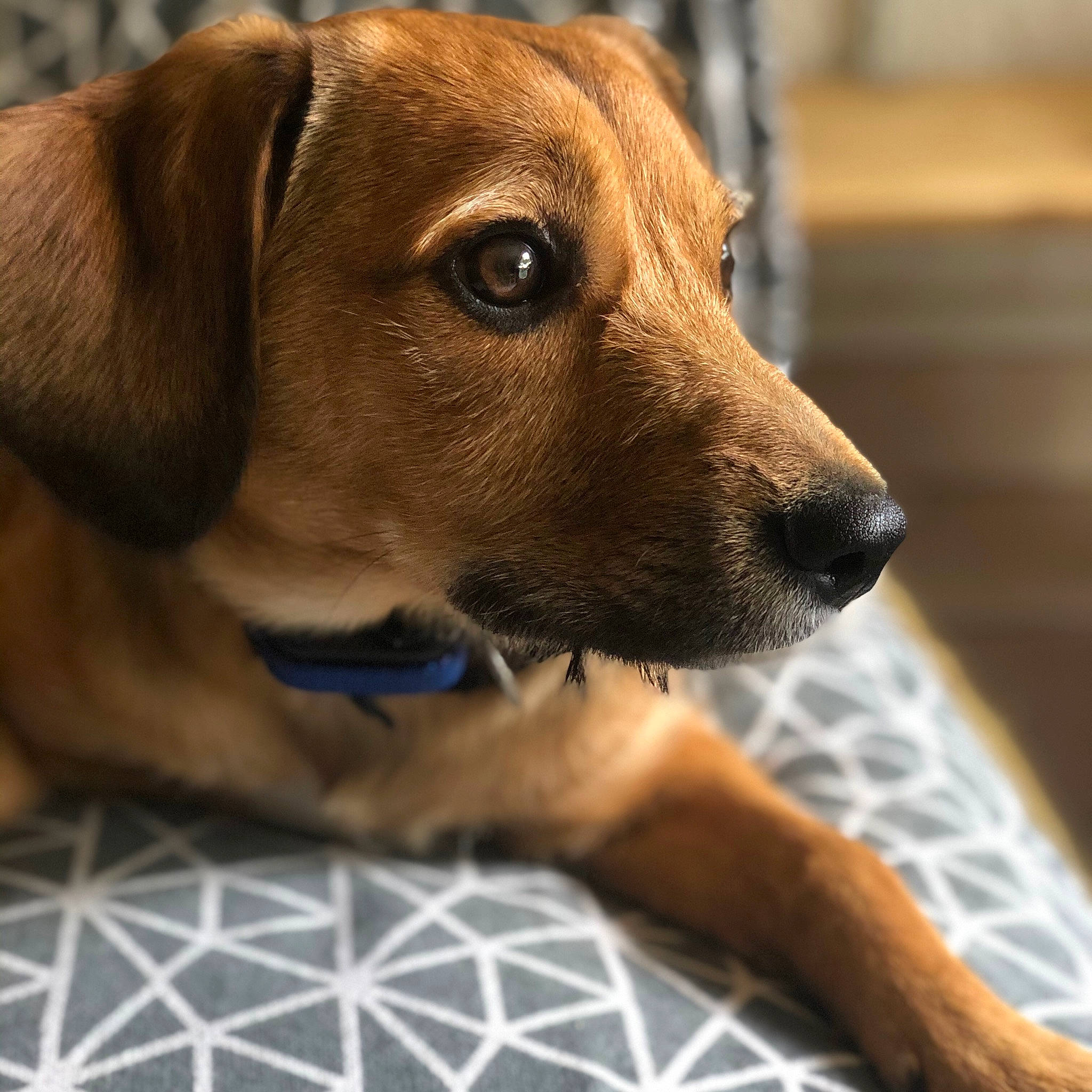 Puce participe au concours pour gagner de l'argent avec cette photo : canidae, carnivore, collar, companion_dog, dog, dog_breed, dog_collar, dog_supply, ear, fawn, fur, liver, metal, pattern, pet_supply, snout, sporting_group, whiskers, wood, working_animal