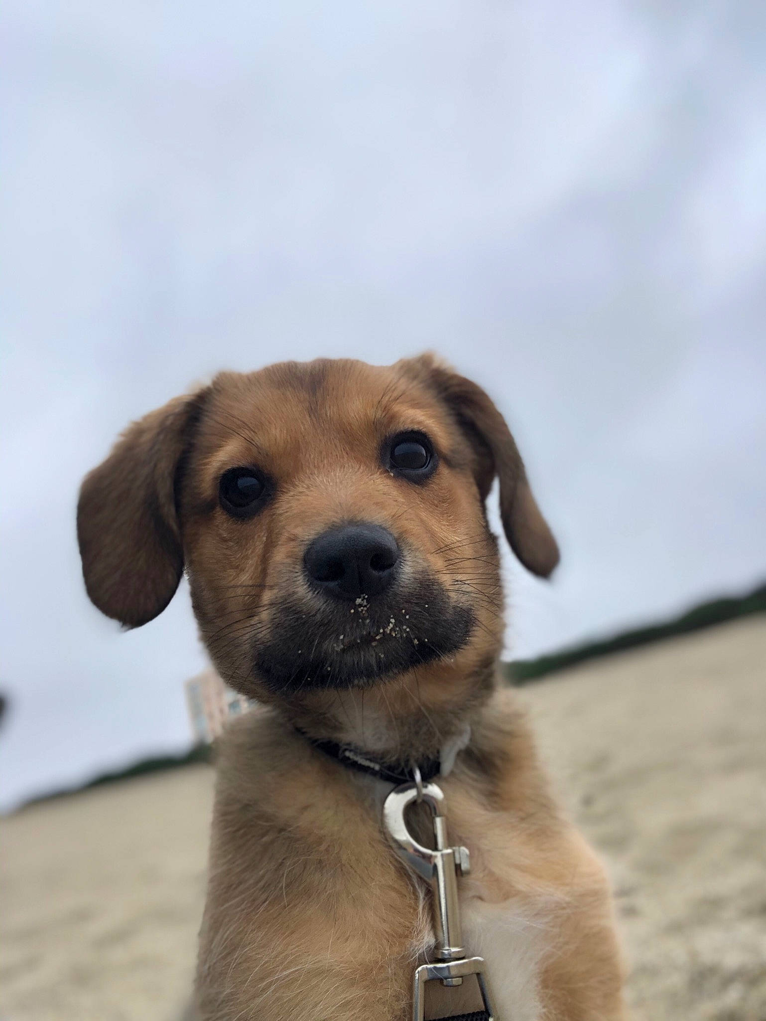 Puce participe au concours pour gagner de l'argent avec cette photo : beach, canidae, carnivore, cloud, collar, companion_dog, dog, dog_breed, dog_collar, fawn, landscape, liver, pet_supply, sky, snout, sporting_group, terrestrial_animal, whiskers, working_animal, working_dog