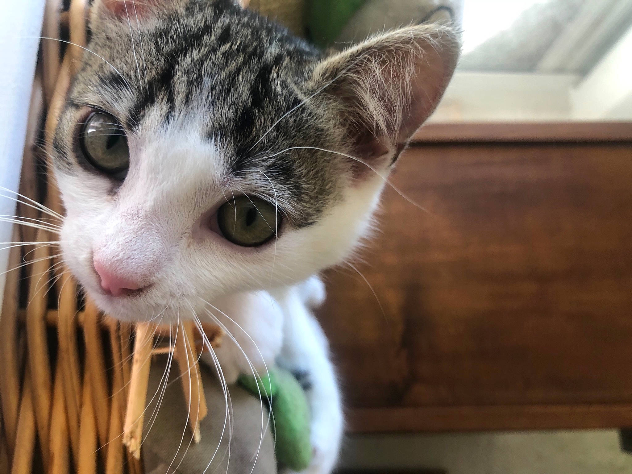 Gribouille participe au concours pour gagner de l'argent avec cette photo : carnivore, cat, domestic_short_haired_cat, ear, eye, eyelash, felidae, fur, grass, head, iris, nose, paw, plant, small_to_medium_sized_cats, snout, tail, tree, whiskers, window