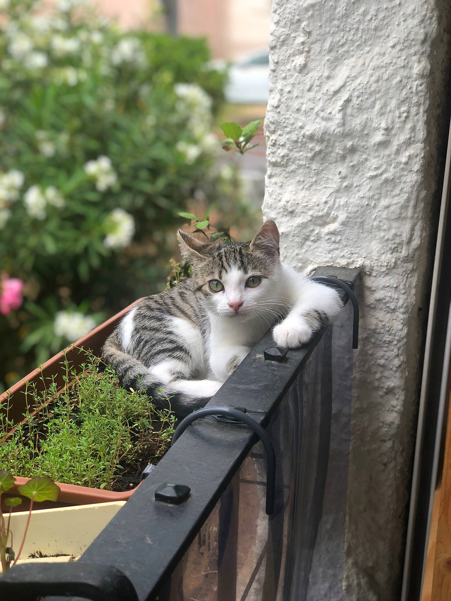 Gribouille participe au concours pour gagner de l'argent avec cette photo : carnivore, cat, domestic_short_haired_cat, door, felidae, flower, fur, grass, grey, metal, plant, roof, sitting, small_to_medium_sized_cats, snout, tail, tree, whiskers, window, wood