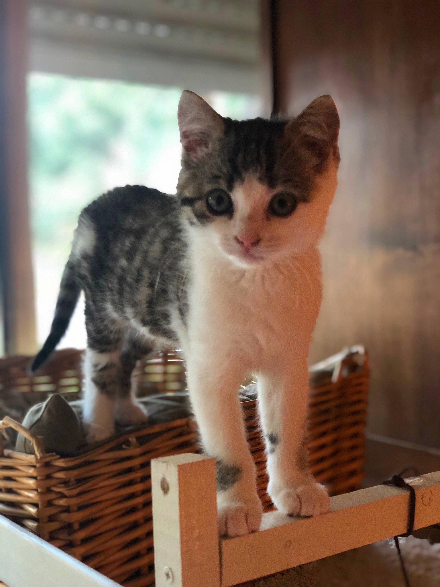 Gribouille participe au concours pour gagner de l'argent avec cette photo : box, carnivore, cat, cat_furniture, cat_supply, domestic_short_haired_cat, fawn, felidae, fur, paw, pet_supply, sitting, small_to_medium_sized_cats, snout, tail, tree, whiskers, window, wood