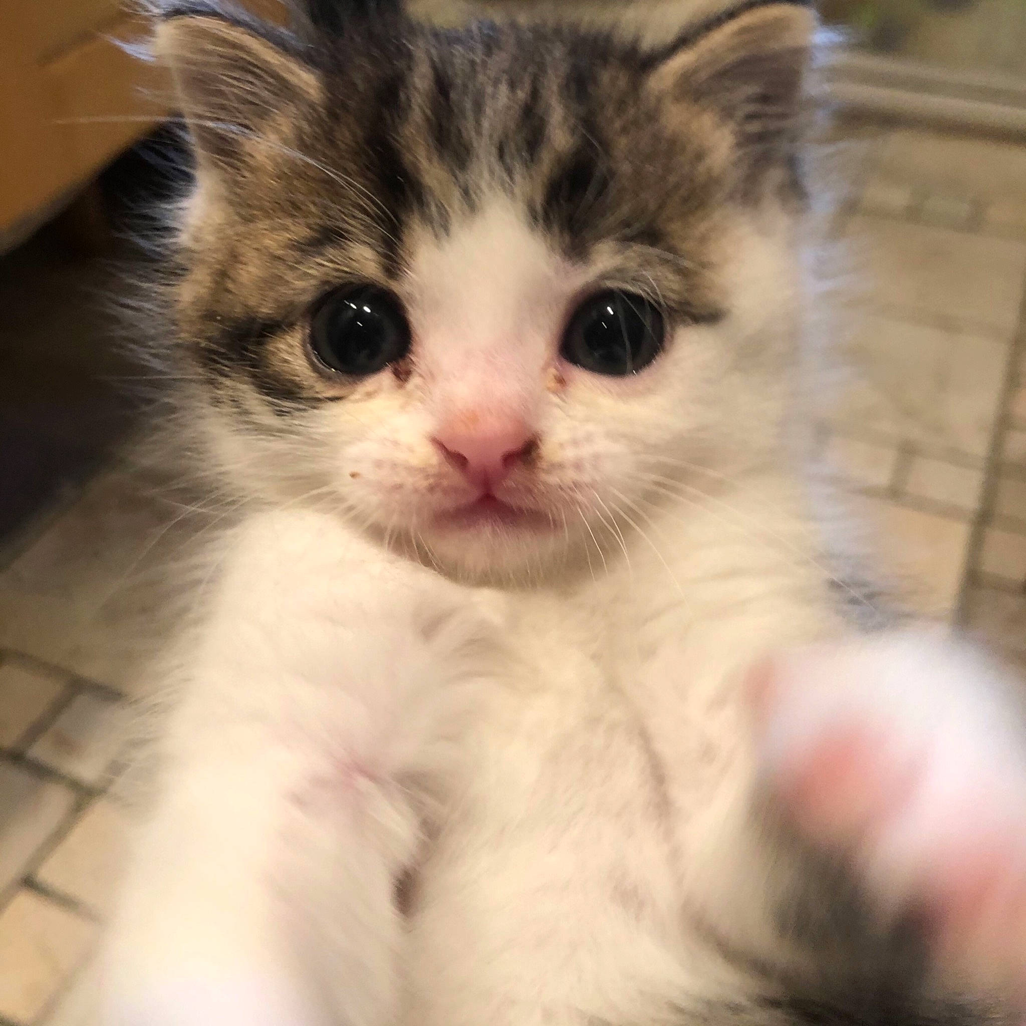 Gribouille a rejoint le concours — aidez-le/la à gagner de superbes lots ! carnivore, cat, claw, domestic_short_haired_cat, ear, eye, fawn, felidae, fur, hair, head, paw, photo_caption, small_to_medium_sized_cats, snout, whiskers, window