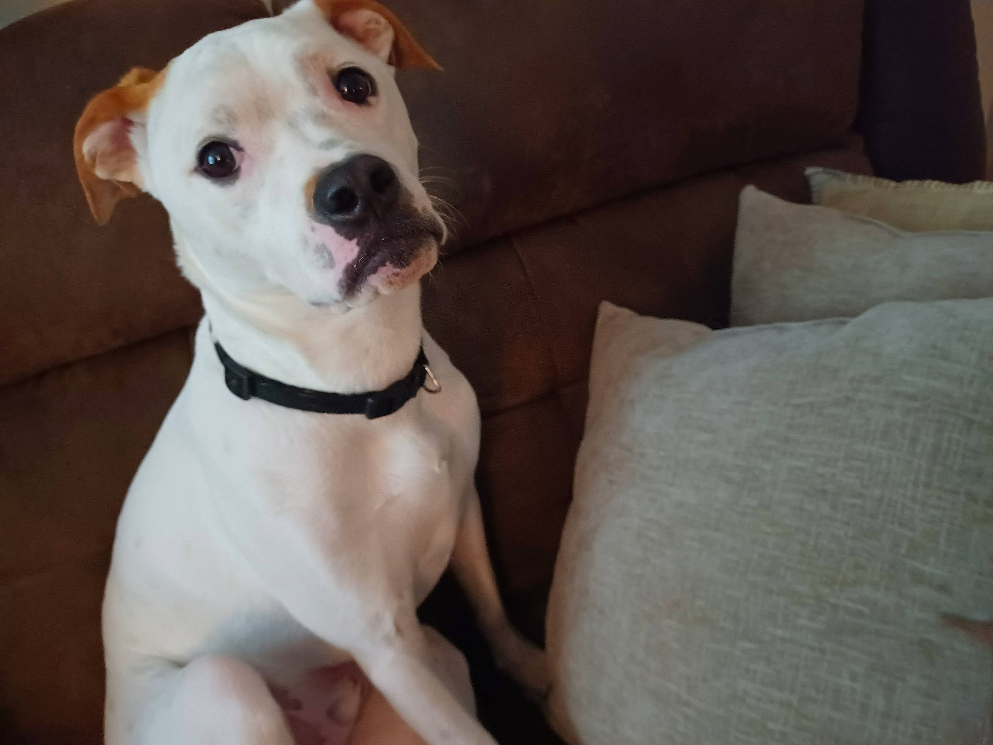 Guiness is registered to the contest to win money with this photo: bow_tie, canidae, carnivore, collar, comfort, companion_dog, couch, dog, dog_breed, dog_collar, dog_supply, fawn, fur, leash, non_sporting_group, pet_supply, snout, sporting_group, whiskers, working_animal