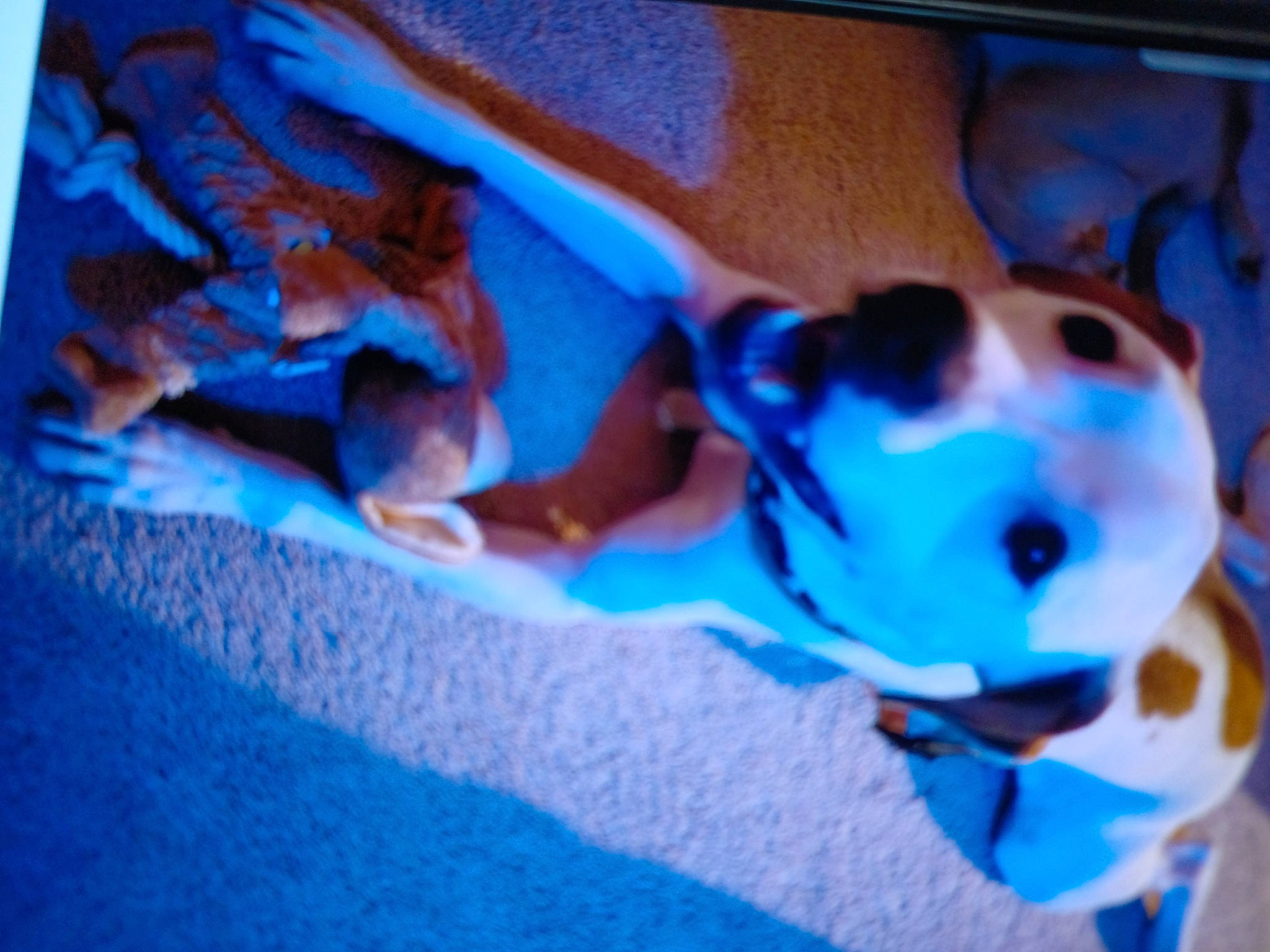 Guiness joined the competition — help win amazing prizes! adventure, art, azure, blue, canidae, carmine, carnivore, dog_breed, electric_blue, fawn, leisure, mammal, non_sporting_group, personal_protective_equipment, plastic, recreation, sporting_group, vertebrate, wood