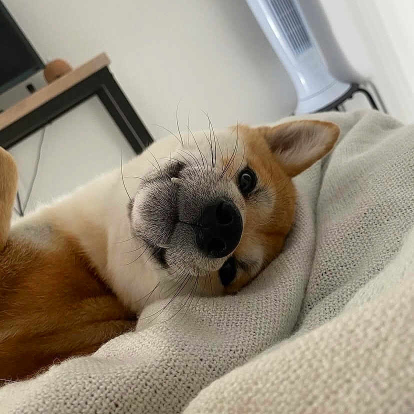 Taiko a rejoint le concours — aidez-le/la à gagner de superbes lots ! animal, blanket, canine, dog, furniture, hound, person, pet, puppy, sleeping, snout