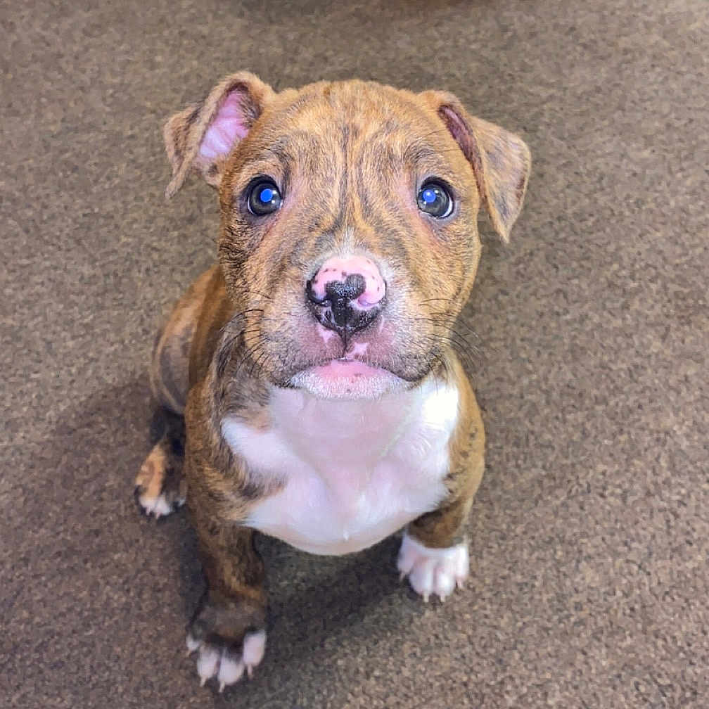 Akoa joined the competition — help win amazing prizes! adorable, animal, background_dog, brindle, carpet, cute, dog, domestic, ears, floor, indoor, looking_up, nose, paws, pet, puppy, small, waiting, yellow_shoes, young