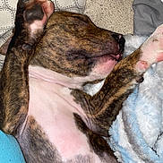 Akoa joined the competition — help win amazing prizes! puppy, dog, sleeping, brindle, paw, blanket, cozy, fur, pet, resting, cute, animal, indoors, soft, relaxation, snuggle, comfort, young, fur_pattern, peaceful