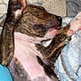 puppy, dog, sleeping, brindle, paw, blanket, cozy, fur, pet, resting, cute, animal, indoors, soft, relaxation, snuggle, comfort, young, fur_pattern, peaceful