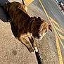 Akoa joined the competition — help win amazing prizes! puppy, dog, brindle, laying_down, sidewalk, shadow, curious, outdoor, sunlight, concrete, parking_lot, yellow_markings, cars, urban, pet, animal, young, ears, nose, paws